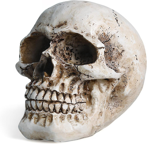 Skull decor resin realistic - skull,