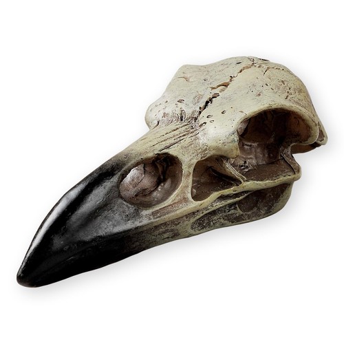 Halloween raven skull - halloween, gothic